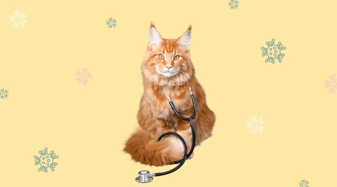 Leucemia en gatos que es y como se transmite