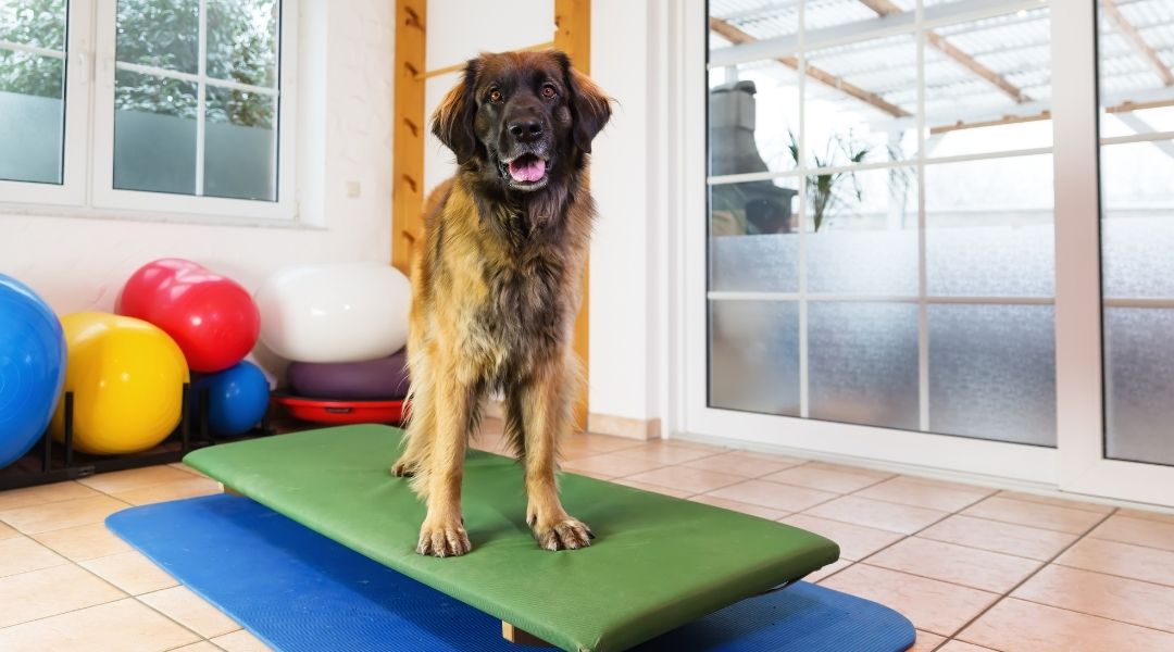 Rehabilitacion para perros en Madrid - Vet2Go Veterinario a domicilio