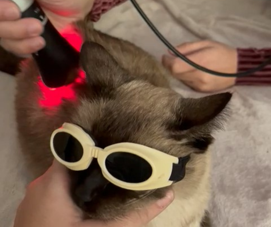 Fisioterapia gatos - Vet2Go láser en Madrid