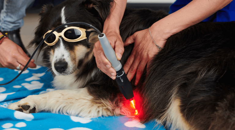 Beneficios de la terapia láser en perros y gatos