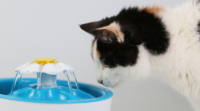 Tips para que tu gato beba más agua