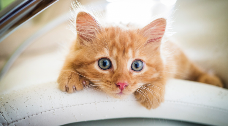 Clamidiosis felina: qué es, síntomas y tratamiento
